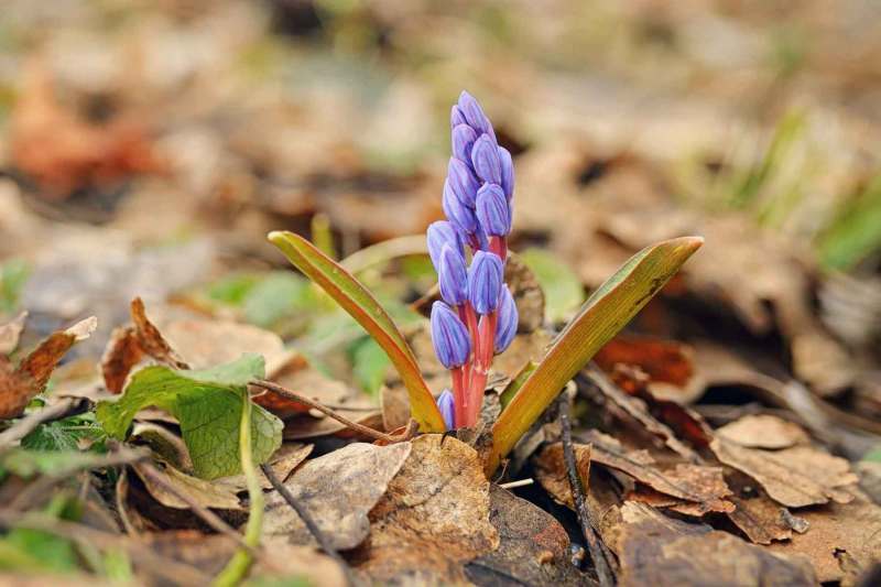 Violette Blüten im Frühling