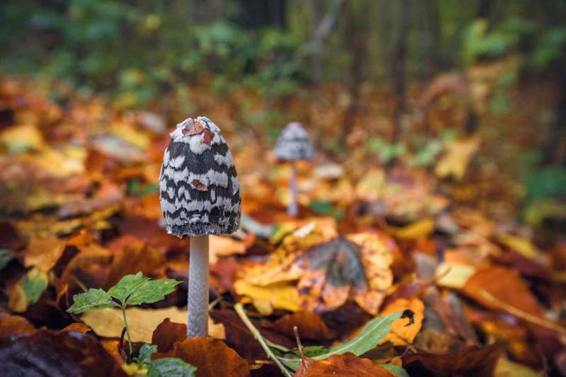 Pilze in Herbstlandschaft
