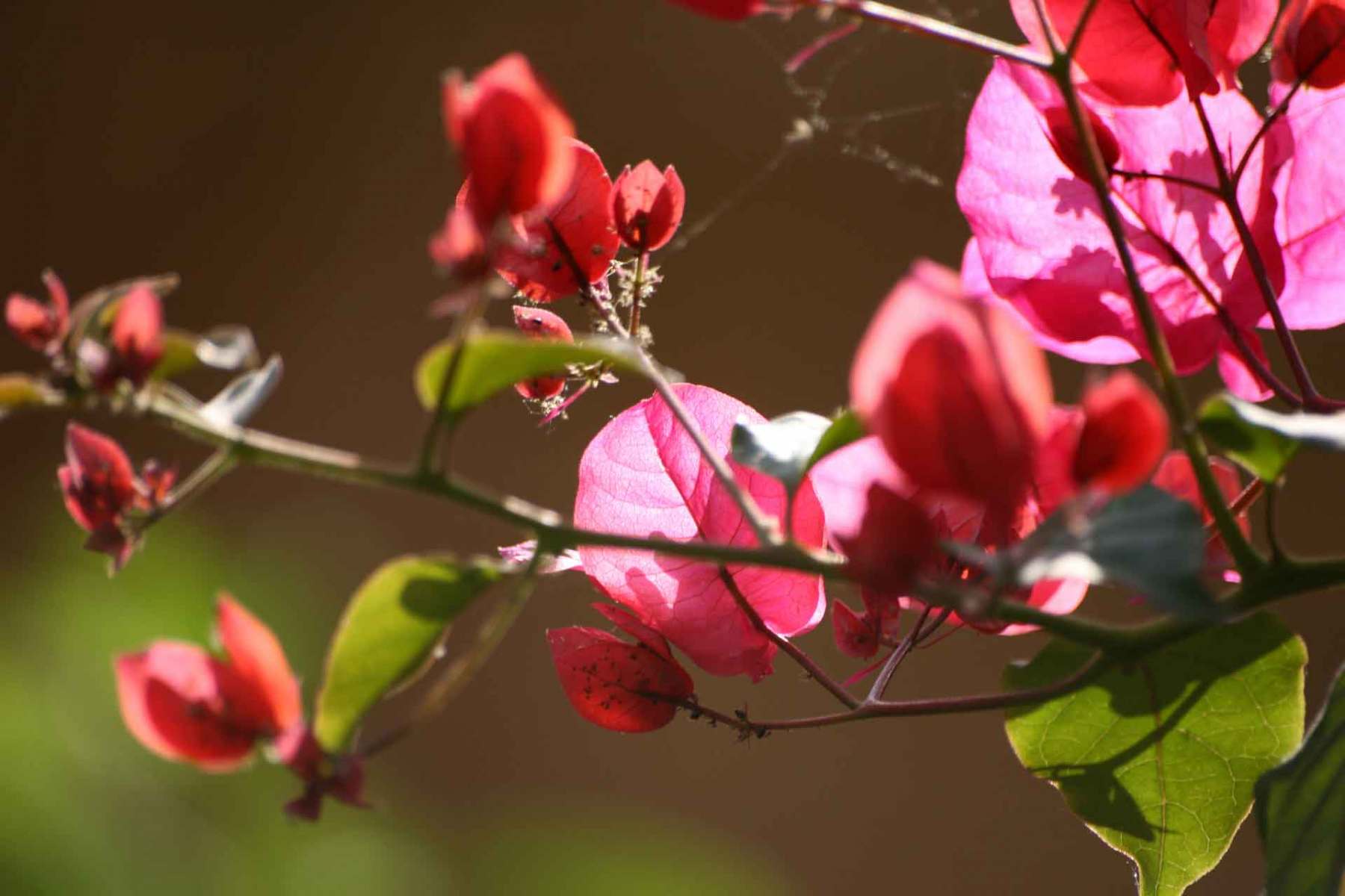 Rote Blüten im Frühjahr