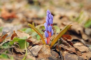 Frühling: violette Blüten im Wald
