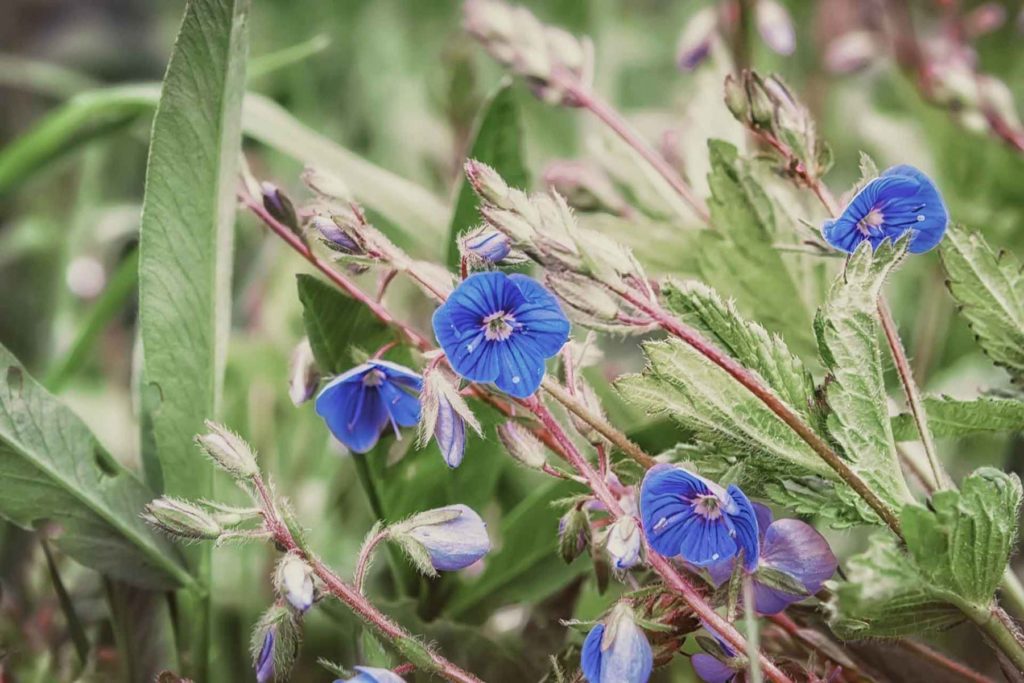 Wildes Vergissmeinnicht – blaue Blüten
