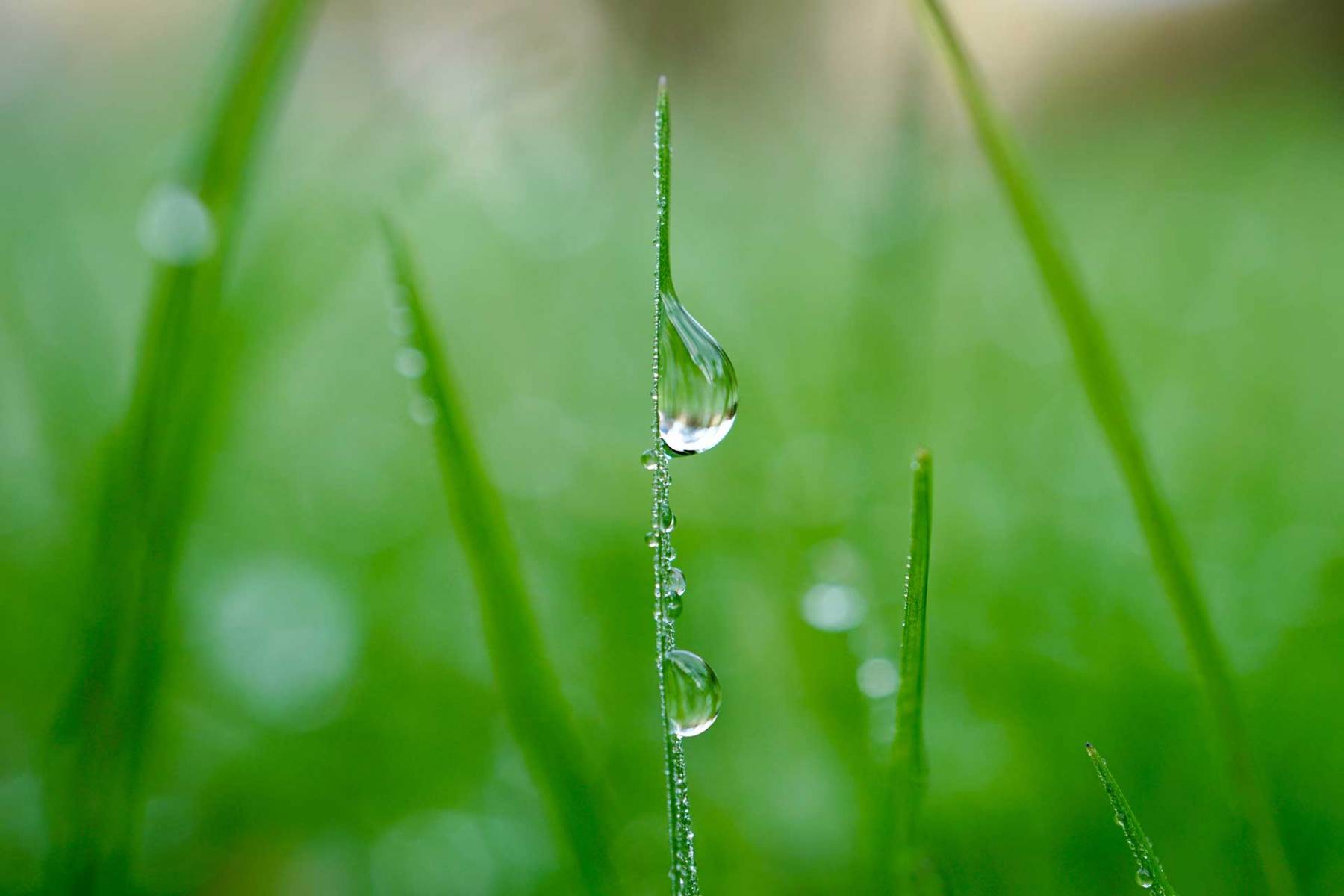 Regentropfen auf grünem Gras