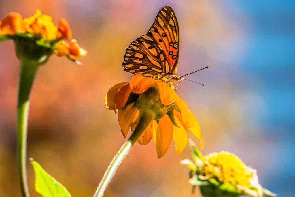 Schmetterling im Herbst auf Blume